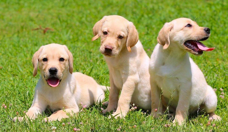 Chó cảnh sát, chó nghiệp vụ là loại giống chó gì? 3 chó cảnh sát