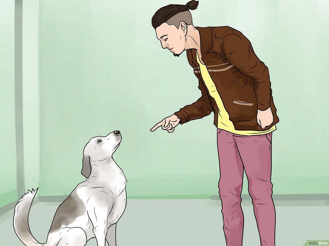 Bí kíp huấn luyện chó sủa người lạ theo mệnh lệnh 3 Huấn luyện chó sủa người lạ 03