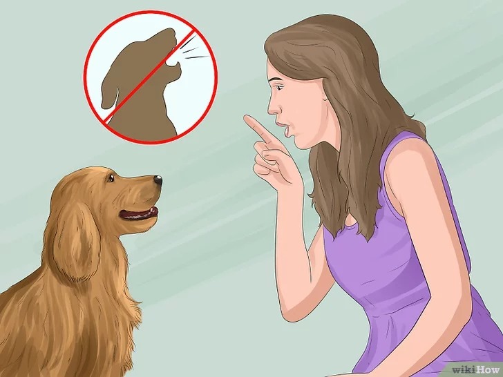 Bí kíp huấn luyện chó sủa người lạ theo mệnh lệnh 4 Huấn luyện chó sủa người lạ 04